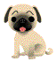 Puppy Puppy