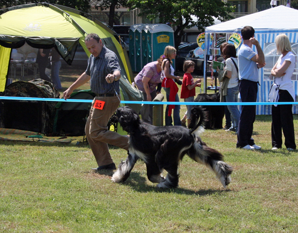 Baniya CACIB UMAG 2010 Baniya CACIB UMAG 2010