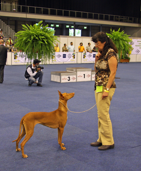 Sally 12.06.2010 Nat. Dog Show Erfurt