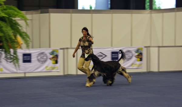 Barakh 12.06.2010 Nat. Dog Show Erfurt Barakh 12.06.2010 Nat. Dog Show Erfurt