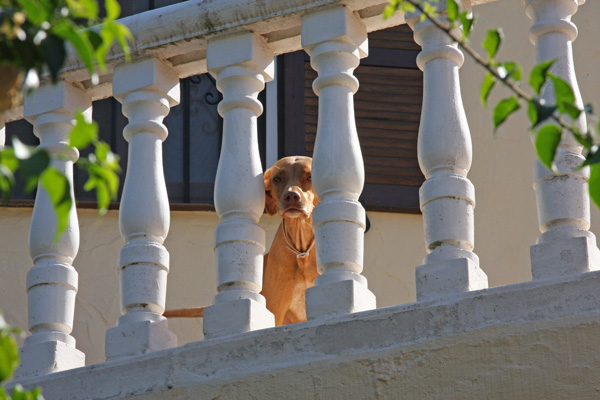 Maya 09/2010