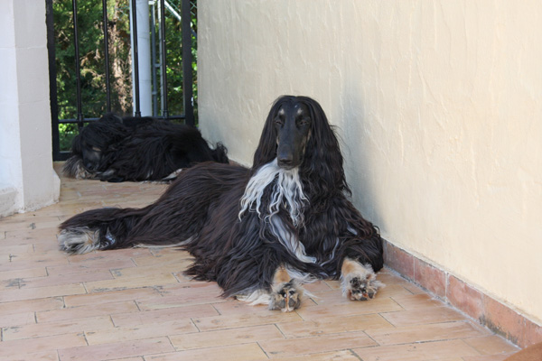Bahir 09/2010