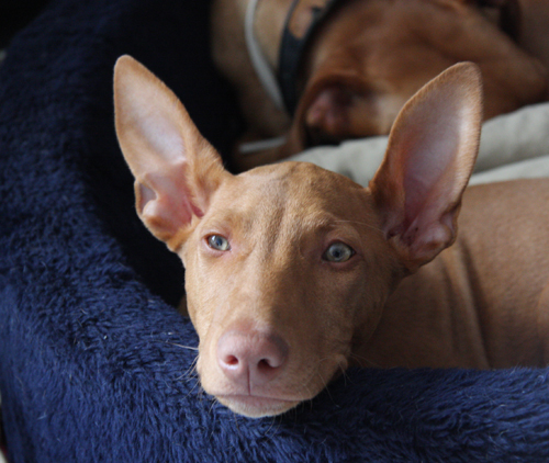 Sally-Head 3 Month