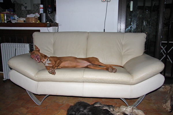 Im tired, Holiday is much work