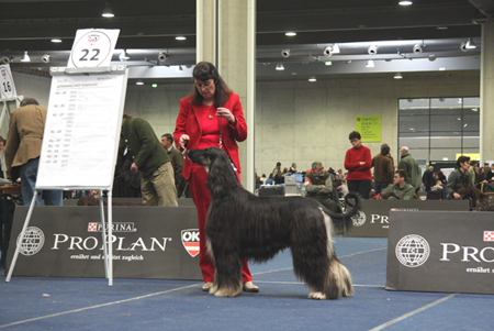 Barakh-radjan CACIB Graz 06.03.2010 Barakh-radjan CACIB Graz 06.03.2010