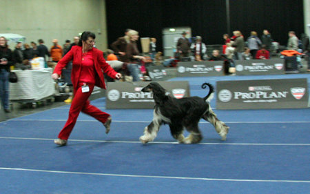 Baniya-Daria CACIB Graz 06.03.2010 Baniya-Daria CACIB Graz 06.03.2010
