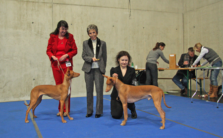 Sally, BOB CACIB Graz 06.03.2010 Sally, BOB CACIB Graz 06.03.2010