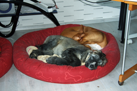Jaimi sleeping with Sally Jaimi sleeping with Sally