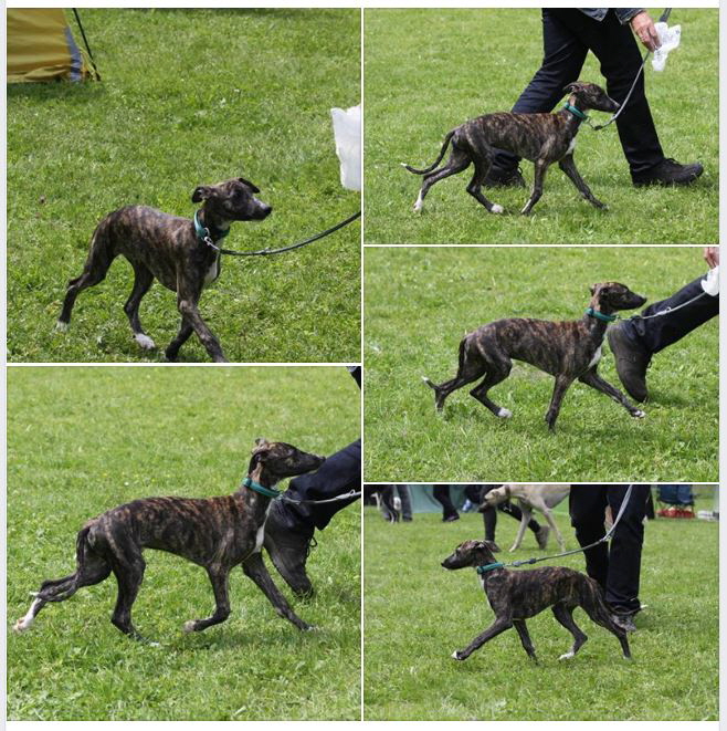 Blacky -2018-05-19 Blacky -2018-05-19