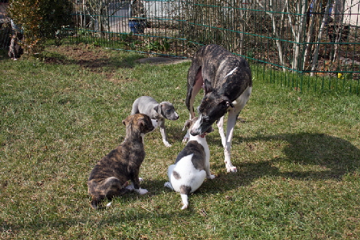 6 Wochen Whippet A-Litter of Suriya 6 Wochen Whippet A-Litter of Suriya