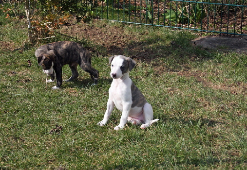 6 Wochen Whippet A-Litter of Suriya 6 Wochen Whippet A-Litter of Suriya