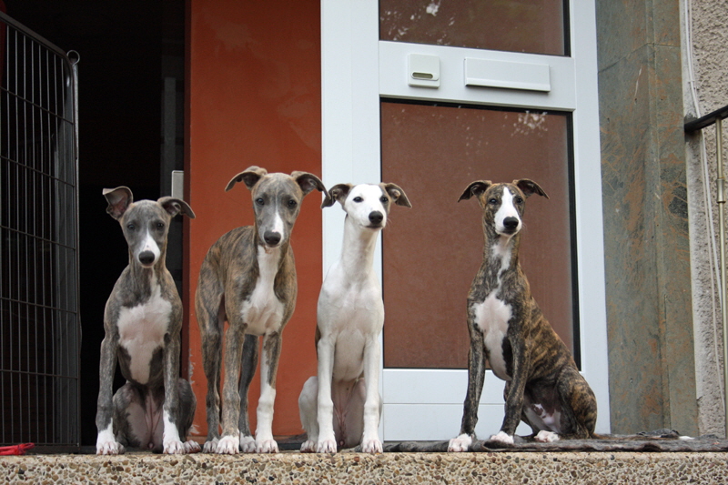 Kathie, Oskar, Wlkchen & Rudi