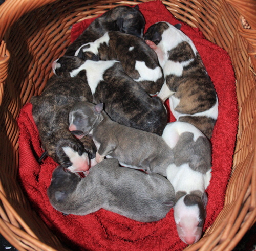 Whippet-Litter of Suriya DOB 13.02.2017 Whippet-Litter of Suriya DOB 13.02.2017