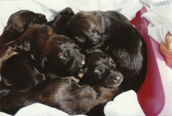 A-Litter 3 Wochen alt