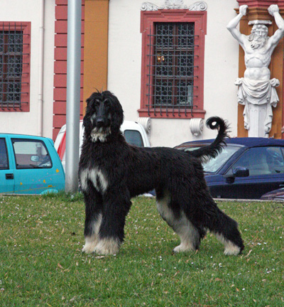Bahir
