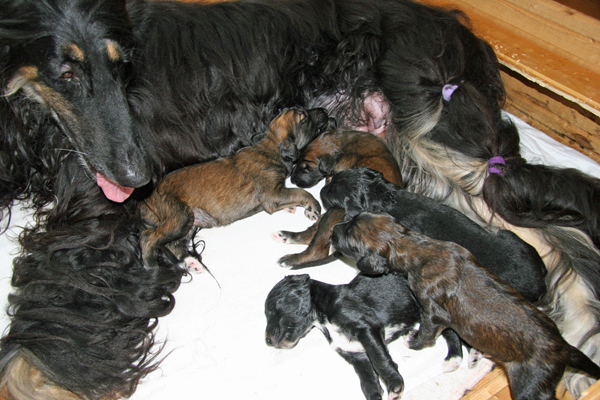D-Litter of Suriya