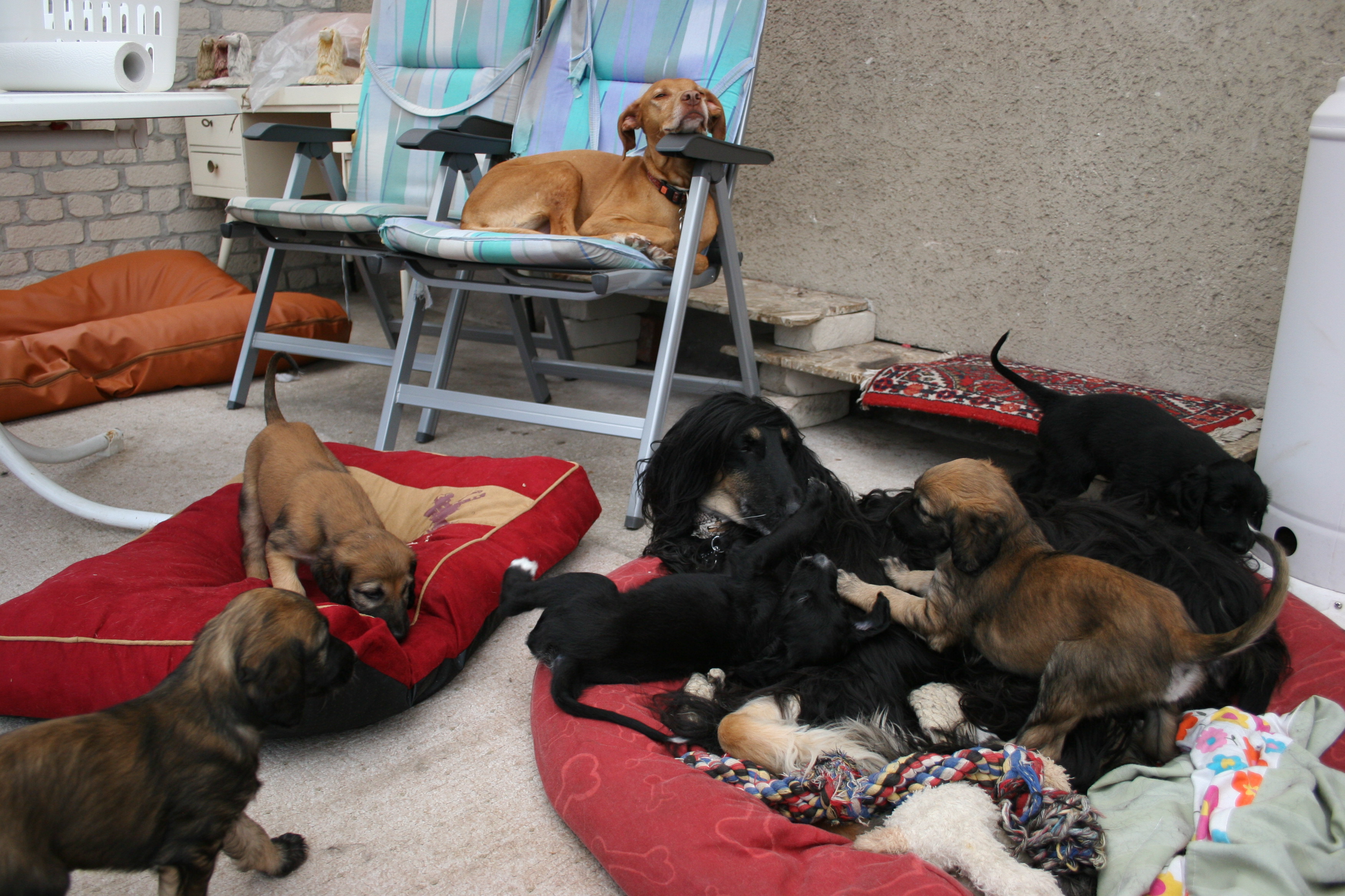D-Litter - 5 weeks