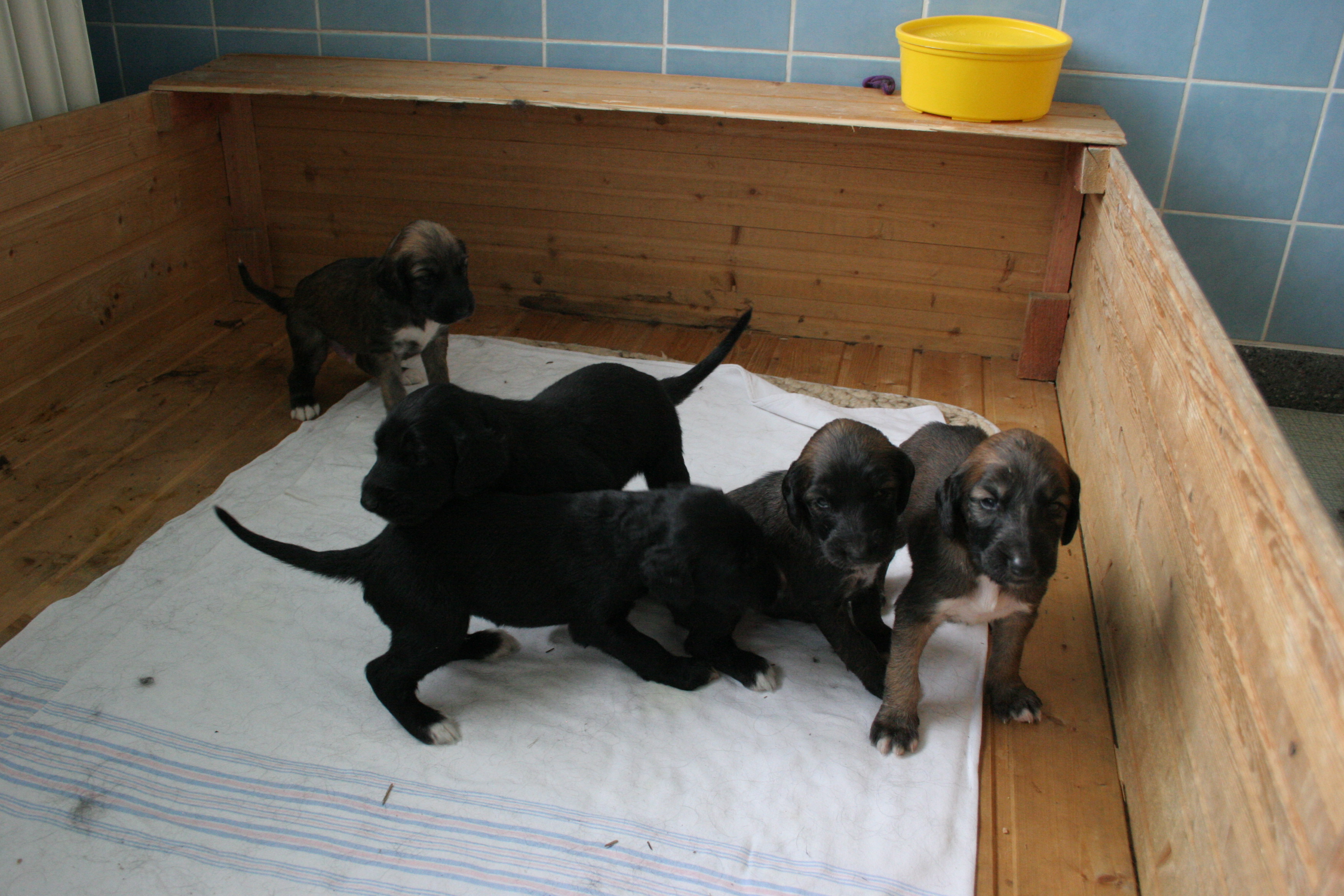 D-Litter - 3 weeks