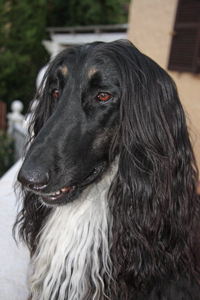 Bahir Head 3 years old