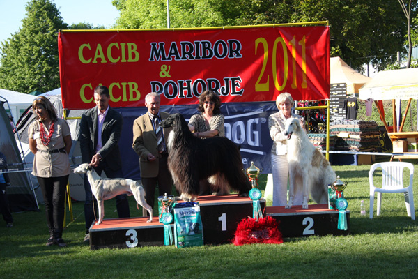 Bahir-e-Shah of Suriya, Ex 1 CAC, CACIB, BOB, BOG-1