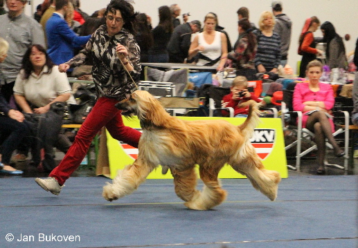 Darrion-Djabrail of Suriya Ljublijana 2016 Crufts Qualifikation 2017