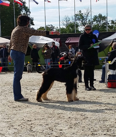 Lisza Ex 1, Juniorwinner & Crufts Qualification 2017 Lisza Ex 1, Juniorwinner & Crufts Qualification 2017