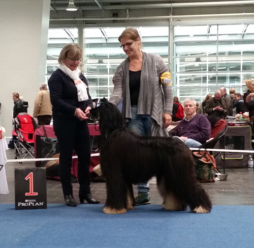 Chaghcharan of Suriya BOS, CACIB Hannover 2016 Chaghcharan of Suriya BOS, CACIB Hannover 2016