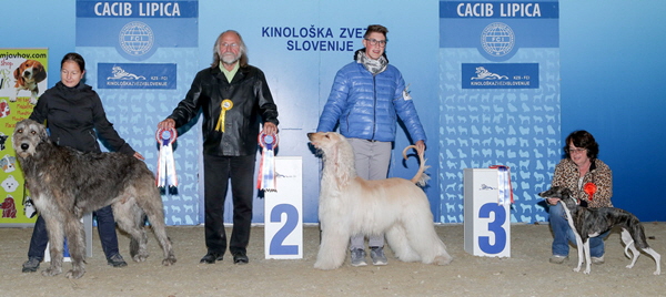 Cacib Lipica 2016-10-08_bearbeitet-1 Cacib Lipica 2016-10-08_bearbeitet-1