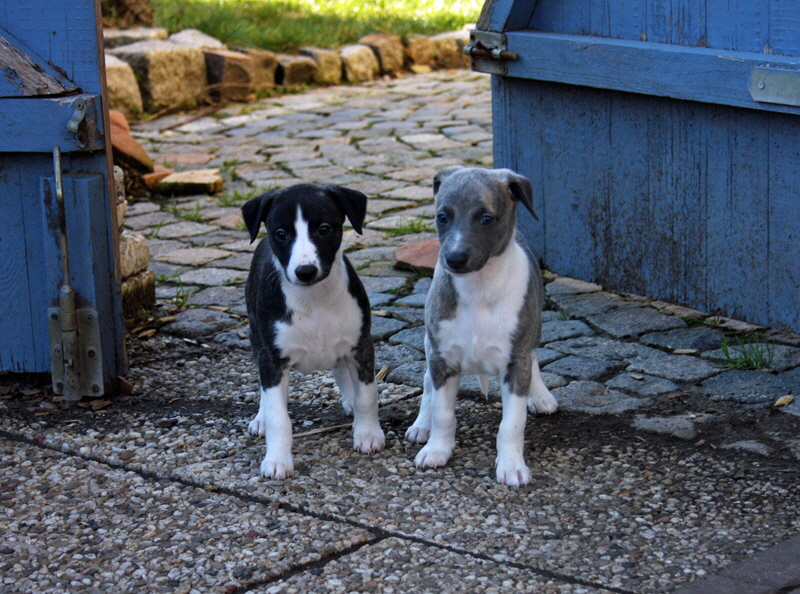Black Beauty & Bluberry