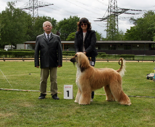 BOB Winner MJCh. Darrion-Djabrai of Suriya 14.05.2016 Gelsenkirchen BOB Winner MJCh. Darrion-Djabrai of Suriya 14.05.2016 Gelsenkirchen