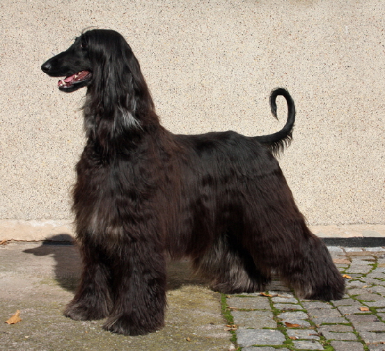 Blacky 