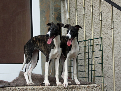 Sissi & Snuufie