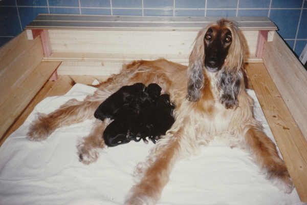 Usiris mit A-Litter April 1991